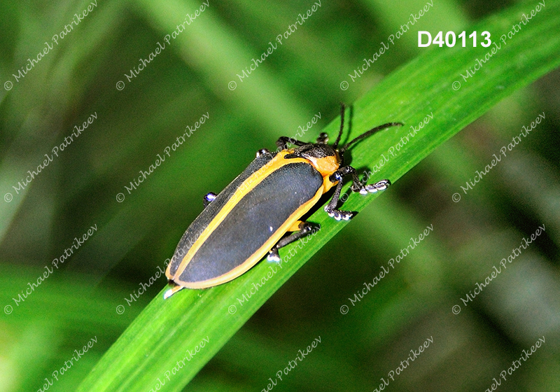 Mecistomela marginata (Hispinae, Chrysomelidae, Coleoptera)